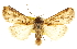  ( - CCDB-20823-A03)  @11 [ ] CreativeCommons - Attribution (2013) CBG Photography Group Centre for Biodiversity Genomics