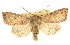 ( - CCDB-20823-B01)  @15 [ ] CreativeCommons - Attribution (2013) CBG Photography Group Centre for Biodiversity Genomics