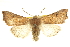  ( - CCDB-20823-B09)  @11 [ ] CreativeCommons - Attribution (2013) CBG Photography Group Centre for Biodiversity Genomics