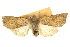  ( - CCDB-20823-B10)  @11 [ ] CreativeCommons - Attribution (2013) CBG Photography Group Centre for Biodiversity Genomics