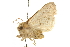  ( - CCDB-20823-C11)  @12 [ ] CreativeCommons - Attribution (2013) CBG Photography Group Centre for Biodiversity Genomics