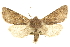  ( - CCDB-20823-D02)  @14 [ ] CreativeCommons - Attribution (2013) CBG Photography Group Centre for Biodiversity Genomics