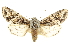  ( - CCDB-20823-D05)  @11 [ ] CreativeCommons - Attribution (2013) CBG Photography Group Centre for Biodiversity Genomics
