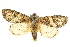  ( - CCDB-20823-D08)  @11 [ ] CreativeCommons - Attribution (2013) CBG Photography Group Centre for Biodiversity Genomics