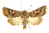  ( - CCDB-20823-F01)  @11 [ ] CreativeCommons - Attribution (2013) CBG Photography Group Centre for Biodiversity Genomics