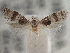  ( - CCDB-20824-A08)  @11 [ ] CreativeCommons - Attribution (2013) CBG Photography Group Centre for Biodiversity Genomics