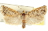  ( - CCDB-20824-A12)  @11 [ ] CreativeCommons - Attribution (2013) CBG Photography Group Centre for Biodiversity Genomics