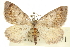  ( - CCDB-20824-B04)  @15 [ ] CreativeCommons - Attribution (2013) CBG Photography Group Centre for Biodiversity Genomics
