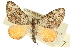  ( - CCDB-20824-C10)  @14 [ ] CreativeCommons - Attribution (2013) CBG Photography Group Centre for Biodiversity Genomics