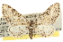  (Eupithecia anticaria - CCDB-20824-G04)  @15 [ ] CreativeCommons - Attribution (2013) CBG Photography Group Centre for Biodiversity Genomics