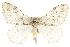 (Nepytia janetae - CCDB-20824-G09)  @15 [ ] CreativeCommons - Attribution (2013) CBG Photography Group Centre for Biodiversity Genomics
