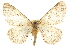  ( - CCDB-20824-H08)  @14 [ ] CreativeCommons - Attribution (2013) CBG Photography Group Centre for Biodiversity Genomics