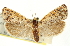  ( - CCDB-20826-A09)  @11 [ ] CreativeCommons - Attribution (2013) CBG Photography Group Centre for Biodiversity Genomics