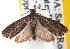  ( - CCDB-20826-C10)  @14 [ ] CreativeCommons - Attribution (2013) CBG Photography Group Centre for Biodiversity Genomics