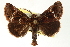  ( - CCDB-20827-B01)  @12 [ ] CreativeCommons - Attribution (2013) CBG Photography Group Centre for Biodiversity Genomics