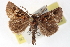  ( - CCDB-20827-B03)  @13 [ ] CreativeCommons - Attribution (2013) CBG Photography Group Centre for Biodiversity Genomics