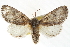  (Raphia cinderella - CCDB-20827-B06)  @11 [ ] CreativeCommons - Attribution (2013) CBG Photography Group Centre for Biodiversity Genomics