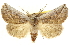  ( - CCDB-20827-D12)  @11 [ ] CreativeCommons - Attribution (2013) CBG Photography Group Centre for Biodiversity Genomics