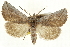  ( - CCDB-20827-E01)  @11 [ ] CreativeCommons - Attribution (2013) CBG Photography Group Centre for Biodiversity Genomics