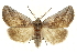  ( - CCDB-20827-E04)  @11 [ ] CreativeCommons - Attribution (2013) CBG Photography Group Centre for Biodiversity Genomics