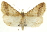 (Phalaenophana - CCDB-20827-G10)  @15 [ ] CreativeCommons - Attribution (2013) CBG Photography Group Centre for Biodiversity Genomics