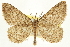  (Mycterophora monticola - CCDB-20827-H08)  @11 [ ] CreativeCommons - Attribution (2013) CBG Photography Group Centre for Biodiversity Genomics