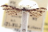  ( - CCDB-20273-D01)  @12 [ ] CreativeCommons - Attribution (2013) CBG Photography Group Centre for Biodiversity Genomics