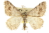  (Digrammia pictipennata - CCDB-20800-A05)  @15 [ ] CreativeCommons - Attribution (2012) CBG Photography Group Centre for Biodiversity Genomics