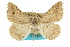 (Digrammia terramalata - CCDB-20800-A06)  @14 [ ] CreativeCommons - Attribution (2012) CBG Photography Group Centre for Biodiversity Genomics