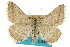  ( - CCDB-20800-A07)  @11 [ ] CreativeCommons - Attribution (2012) CBG Photography Group Centre for Biodiversity Genomics
