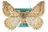  ( - CCDB-20800-A08)  @11 [ ] CreativeCommons - Attribution (2012) CBG Photography Group Centre for Biodiversity Genomics