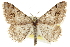  ( - CCDB-20800-A09)  @14 [ ] CreativeCommons - Attribution (2012) CBG Photography Group Centre for Biodiversity Genomics