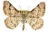  (Digrammia - CCDB-20800-A10)  @16 [ ] CreativeCommons - Attribution (2012) CBG Photography Group Centre for Biodiversity Genomics