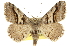  (Digrammia continuata - CCDB-20800-B04)  @14 [ ] CreativeCommons - Attribution (2012) CBG Photography Group Centre for Biodiversity Genomics