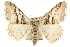  (Digrammia excurvata - CCDB-20800-B05)  @15 [ ] CreativeCommons - Attribution (2012) CBG Photography Group Centre for Biodiversity Genomics
