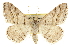  (Digrammia pallorata - CCDB-20800-B09)  @15 [ ] CreativeCommons - Attribution (2012) CBG Photography Group Centre for Biodiversity Genomics