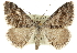  ( - CCDB-20800-C06)  @13 [ ] CreativeCommons - Attribution (2012) CBG Photography Group Centre for Biodiversity Genomics
