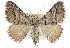  (Digrammia napensis - CCDB-20800-C07)  @15 [ ] CreativeCommons - Attribution (2012) CBG Photography Group Centre for Biodiversity Genomics