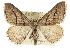  ( - CCDB-20800-C09)  @14 [ ] CreativeCommons - Attribution (2012) CBG Photography Group Centre for Biodiversity Genomics