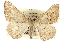  (Digrammia imparilata - CCDB-20800-D02)  @14 [ ] CreativeCommons - Attribution (2012) CBG Photography Group Centre for Biodiversity Genomics