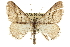  (Digrammia cinereola - CCDB-20800-D09)  @13 [ ] CreativeCommons - Attribution (2012) CBG Photography Group Centre for Biodiversity Genomics