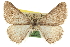  ( - CCDB-20800-D10)  @12 [ ] CreativeCommons - Attribution (2012) CBG Photography Group Centre for Biodiversity Genomics