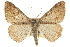  ( - CCDB-20800-D11)  @13 [ ] CreativeCommons - Attribution (2012) CBG Photography Group Centre for Biodiversity Genomics