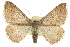  ( - CCDB-20800-E01)  @13 [ ] CreativeCommons - Attribution (2012) CBG Photography Group Centre for Biodiversity Genomics