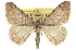  (Digrammia burneyata - CCDB-20800-E02)  @14 [ ] CreativeCommons - Attribution (2012) CBG Photography Group Centre for Biodiversity Genomics