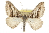  (Digrammia atrofasciata - CCDB-20800-E04)  @14 [ ] CreativeCommons - Attribution (2012) CBG Photography Group Centre for Biodiversity Genomics
