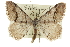  ( - CCDB-20800-E09)  @14 [ ] CreativeCommons - Attribution (2012) CBG Photography Group Centre for Biodiversity Genomics