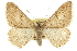  ( - CCDB-20800-F01)  @14 [ ] CreativeCommons - Attribution (2012) CBG Photography Group Centre for Biodiversity Genomics
