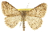  (Digrammia muscariata teucaria - CCDB-20800-F03)  @11 [ ] CreativeCommons - Attribution (2012) CBG Photography Group Centre for Biodiversity Genomics