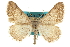  ( - CCDB-20800-F05)  @11 [ ] CreativeCommons - Attribution (2012) CBG Photography Group Centre for Biodiversity Genomics